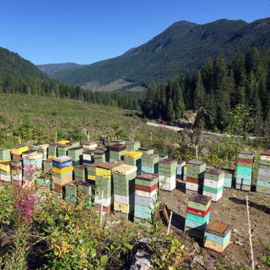 Beehives in the mountain many colors